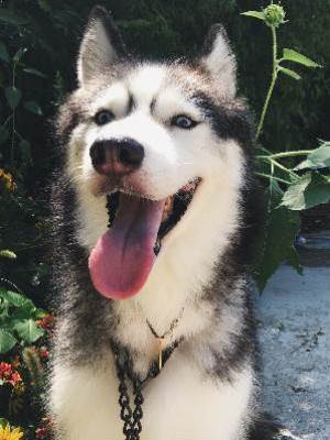 我穿成了碎嘴哈士奇