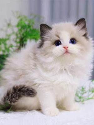 你是我的命中注定