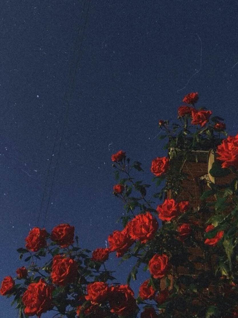 舔狗的心思你別猜