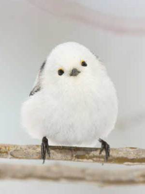 我和天敵戀愛了